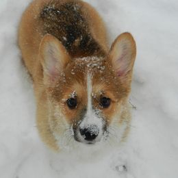Pembroke Welsh Corgi Puppies from Cross Country Corgis