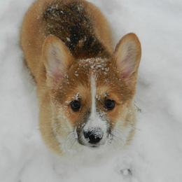 Pembroke Welsh Corgi Puppies from Cross Country Corgis