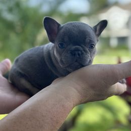 French Bulldog Puppies from Love & Frenchies