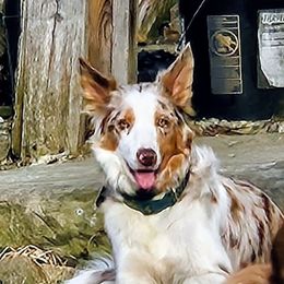 Rosie - Border Collie