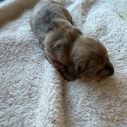 Doc Hudson - Brindle male Dachshund puppy in Pearce, Arizona from Katy West Weenies