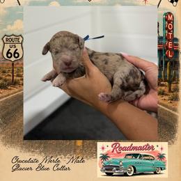 Roadmaster - Merle male Goldendoodle puppy in Garland, Texas from Twilight Doodles