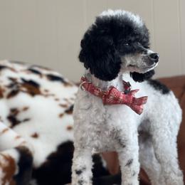 Tansy - Poodle