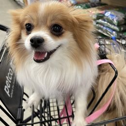 Pomeranians from Spoiled Rotten Pomeranians