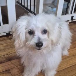 Galaxi - female Shichon puppy in Pacolet, South Carolina from Kelli's Kennels