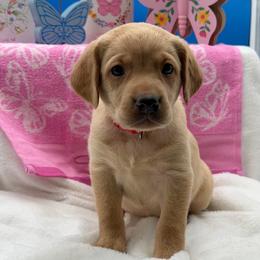 Red - Yellow female Labrador Retriever puppy in Heath Springs, South Carolina from Rich Hill Retrievers