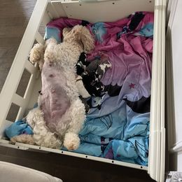 Double Doodle Puppies from Kirkham Doods