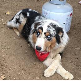 Australian Shepherd Puppies from Oro’z Farm Aussies
