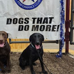 Labrador Retrievers from Balanced Rock Retrievers