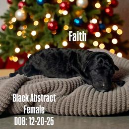 Faith - Black female Poodle puppy in Denton, Maryland from Cajun Girl Kennels