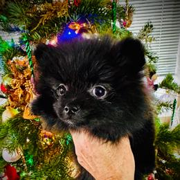 Samantha - Brindle female Pomeranian puppy in Las Vegas, Nevada from SuperNova  & Mystic Magic Pomeranians