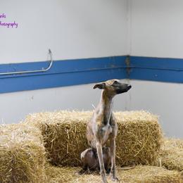Whippet All Grown Up from Nota Bene whippets