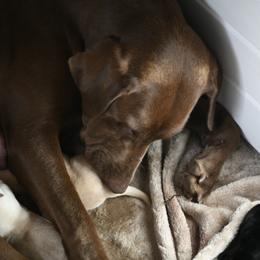 Aurora Jane - Labrador Retriever
