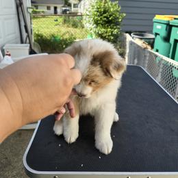 Australian Shepherd Puppies from Starlit Grove Australian Shepherds