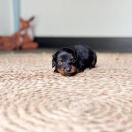 Nala (TINY) - Black and tan female Dachshund puppy in Salters, South Carolina from Long-Pine Dachshund