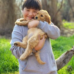 Goldendoodle Puppies from Doodle Love 559