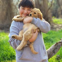 Goldendoodle Puppies from Doodle Love 559
