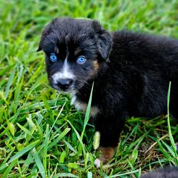 Freedom - Black tri-color female Australian Shepherd puppy in Silex, Missouri from Small Town Australian Shepherds