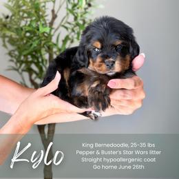 Kylo - Phantom male Bernedoodle puppy in South Jordan, Utah from Wonderful World Doodles