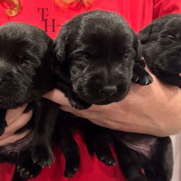 Purple - Black female Labrador Retriever puppy in Middleton, New Hampshire from Tag Hollow