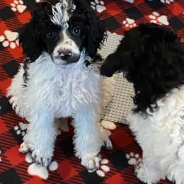 Pomeranian and Poodle Puppies from Sky’s the Limit Cloud K9’s