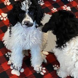 Pomeranian and Poodle Puppies from Sky’s the Limit Cloud K9’s