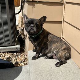Maeve - French Bulldog