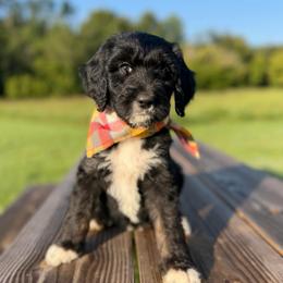 Glory - Tri-color female Bernedoodle puppy in Ferguson, North Carolina from Elevated Standards NC