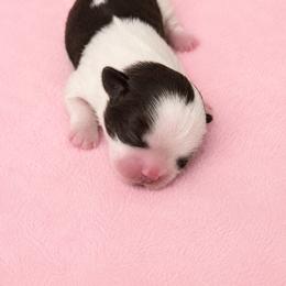 Oreo - Liver female Shih Tzu puppy in Gig Harbor, Washington from Shih Tzu snuggles