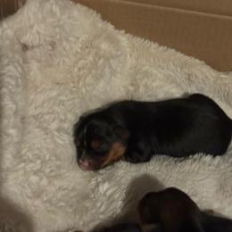 Molly - Blue and gold female Yorkshire Terrier puppy in Dawsonville, Georgia from Lynn’s Precious Pups