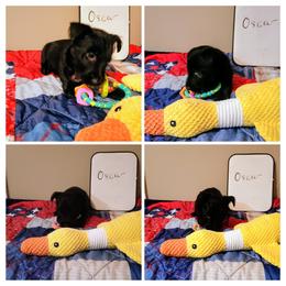 Oscar Black Male for Gustavo - Brindle male Scottish Terrier puppy in Smiths Grove, Kentucky from Moore's We Little Farm AKC Scotties