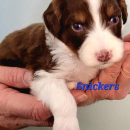 Snickers - Brown and white male Aussiedoodle puppy in Boonville, North Carolina from Branch Creek kennels