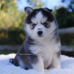 Amethyst - Gray and white female Pomsky puppy in Boca Raton, Florida from Cardinal Point Pomskies
