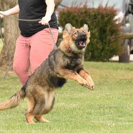 German Shepherds from Dakonic German Shepherds