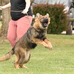 German Shepherds from Dakonic German Shepherds