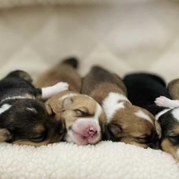 Pembroke Welsh Corgi puppies from Mount Garfield Corgis