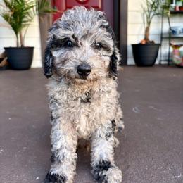Pepper - Merle male Goldendoodle puppy in Brooksville, Florida from Spring Prairie Doodles