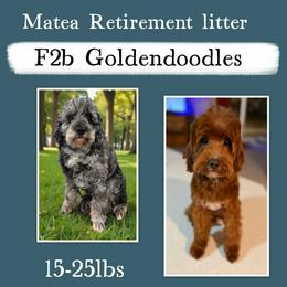 Goldendoodle puppies from Fisher River Doodle's