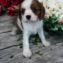 Rosie - Blenheim female Cavalier King Charles Spaniel puppy in Myrtle Beach, South Carolina from Colorful-K9'S