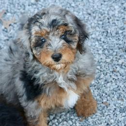 Bernedoodle and Cavapoo Puppies from Lawler’s Legacy Litters