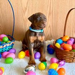 Doberman Pinscher Puppies from Jensen Dobermans