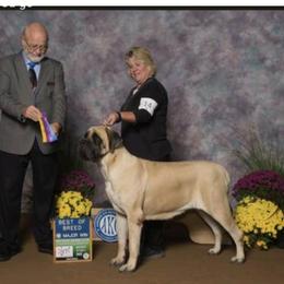 Page - Mastiff