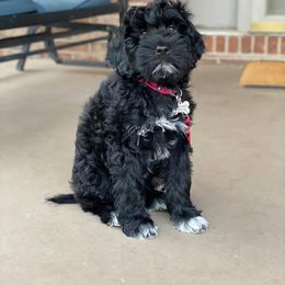 Portuguese Water Dog Puppies from Prestige Portuguese Water Dogs