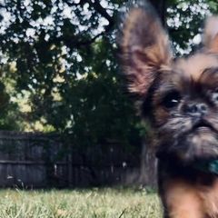 Brussels Griffons and Newfoundlands from Crossroads Canines ~ Brussels Griffon and Newfoundland Dogs