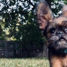 Brussels Griffons and Newfoundlands from Crossroads Canines ~ Brussels Griffon and Newfoundland Dogs