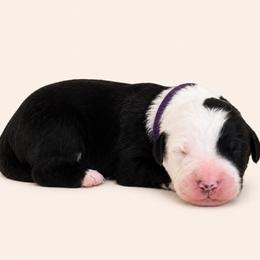 Girl 1 - Black and white female Sheepadoodle puppy in Mesa, Arizona from Desert Sheepies and Doodles