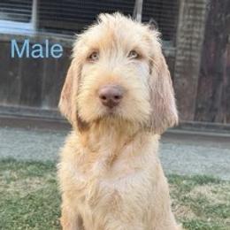 Wirehaired Vizsla Puppies from AcornnAcres Wirehaired Vizslas
