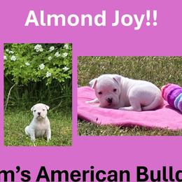 Almond Joy - White female American Bulldog puppy in Three Rivers, Michigan from Jemms Kennels