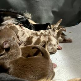 Chihuahuas from Gemstone Chihuahuas