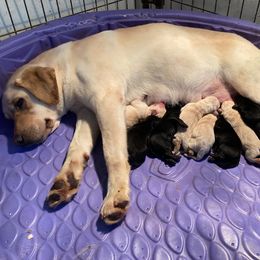 Roxie - Labrador Retriever